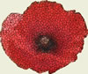 Trafford War Dead - Poppy Image